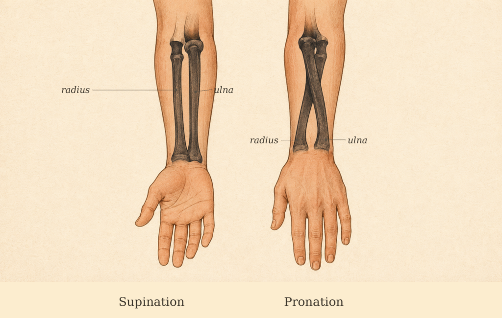 Two forearms labelled supination and pronation, with radius and ulna marked, radius on the thumb side