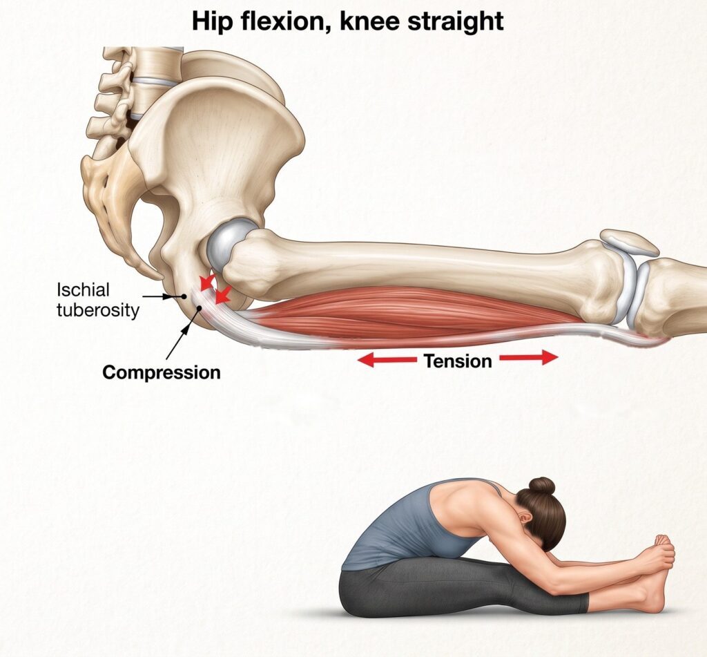 Side view of the pelvis and thigh in a straight legged forward fold, showing the hamstring tendon pulled along its length and pressed against the sit bone at the same time.